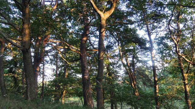 La nature au domaine