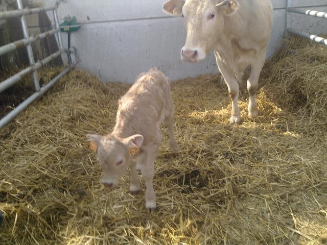 Photo Gte rural Mareuil-caubert par abbeville Les gites de la ferme de caubert en ba ... 