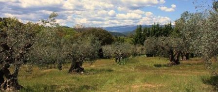 Photo Les ms Camping l'olivette